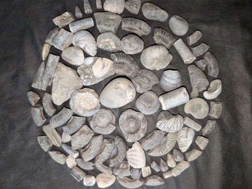 Fossil collection lot north - collection,