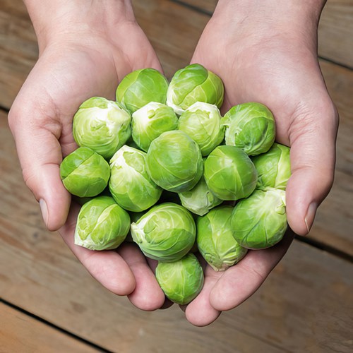 Brussels sprout hector - brussels,