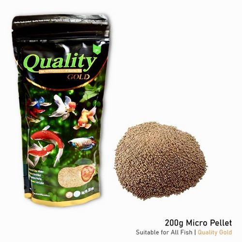 Quality gold fancy fish - gold,