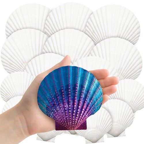 18pcs white scallop - white,