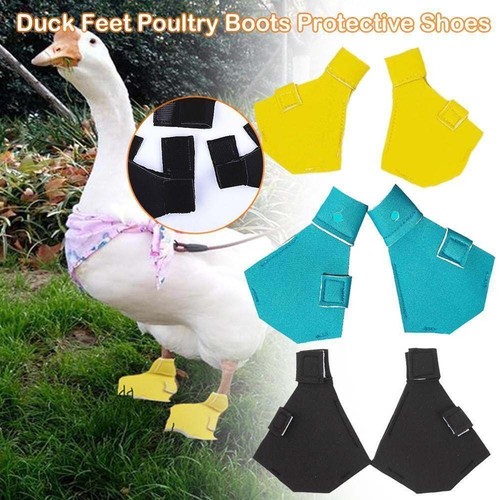 Outdoor pet duck - outdoor, shoes