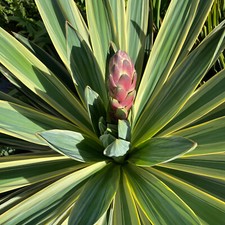 Yucca gloriosa variegata