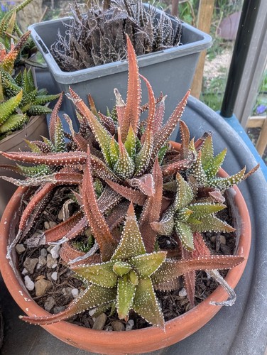 Haworthia attenuata zebra - attenuata, (zebra