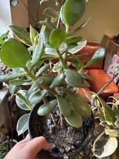 Jade Plant. Pot Not  Included