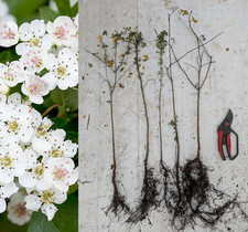 Hawthorn Hedging Plants (40-60cm)