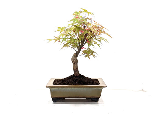 Deshojo japanese maple - 'deshojo',