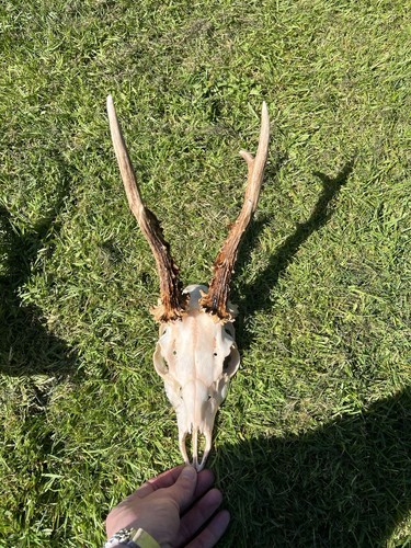 Roe deer buck - deer/buck, and