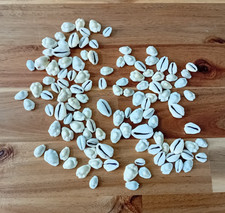 Cowrie shells 100+ Beach