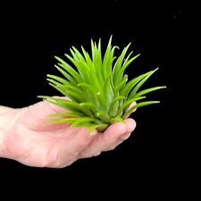 Extra Large Tillandsia Green