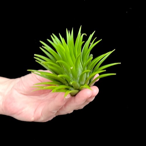 Extra large tillandsia - extra,