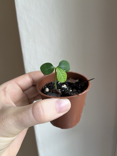 Madagascar jewel small plant - madagascar,
