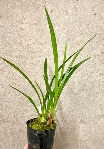 Cymbidium aussie dreamtime - cymbidium,