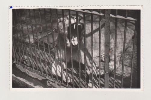 Roar the young lion - of,