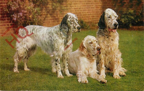 Picture postcard dogs - picture,