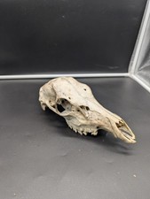 British Hybrid Red Sika Skull