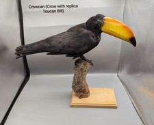 Taxidermy, Skulls, Bones