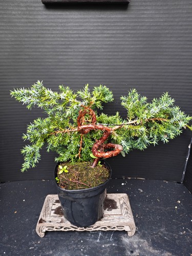 Juniper bonsai tree - , training
