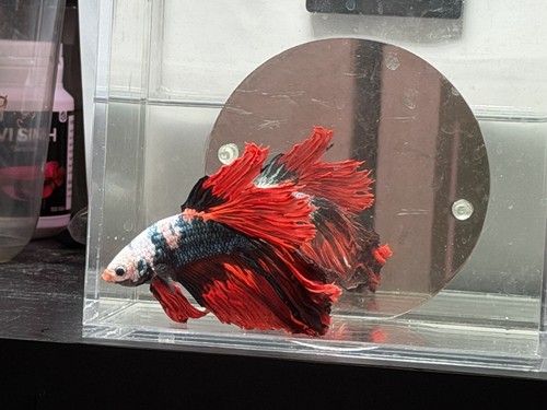 Giant halfmoon betta - halfmoon,