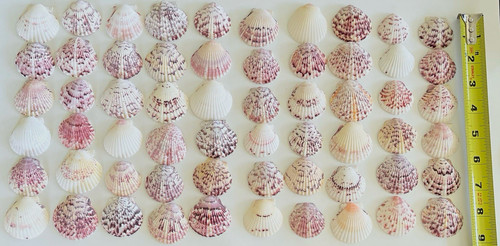 Sanibel natural pink purple - natural,