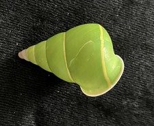Rare Shell Green Manus Tree
