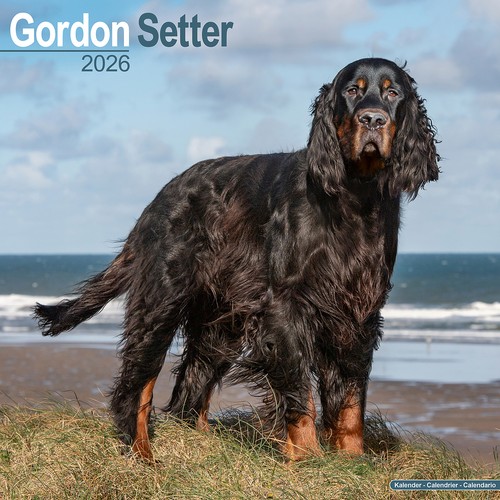 Gordon setter 2026 calendar - 2026, |