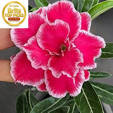 Desert Rose Bulbs for Planting