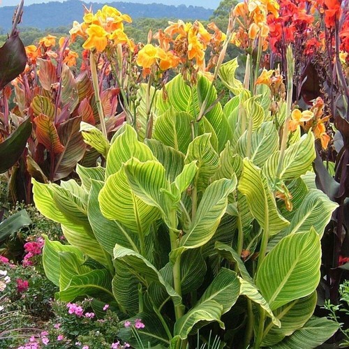 Canna lily - canna, lily-canna