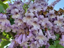 20 graines de Paulownia tomentosa
