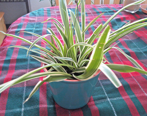 Variegated live spider - variegated, plant