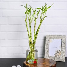 4 x Lucky Bamboo 40cm Straight