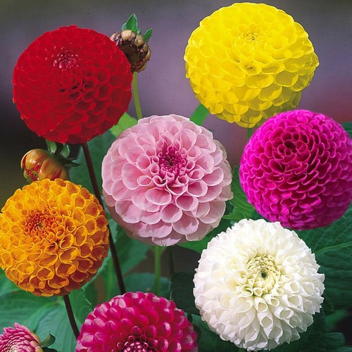 120 seeds dahlia pompon - ,