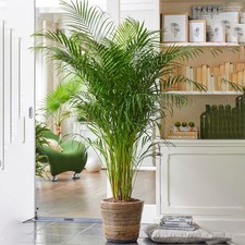 Areca Palm Large Indoor House