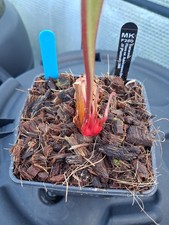 Sarracenia Flava var