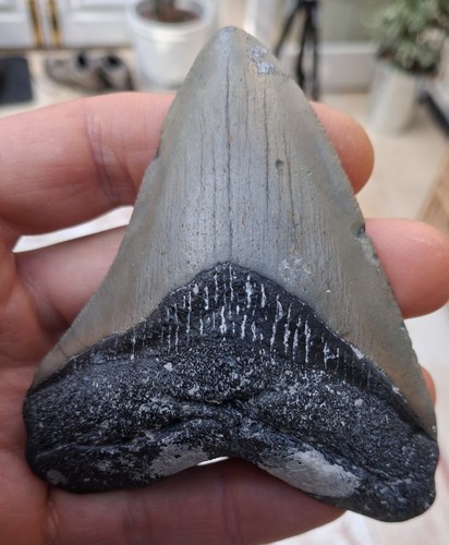 Megalodon tooth 83 inches - megalodon,