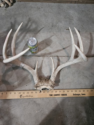 Wild point whitetail deer - 8,