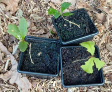 Bonsai tree seedling - tree,