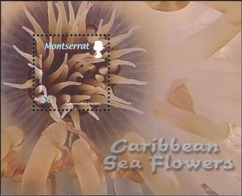 Montserrat 2006