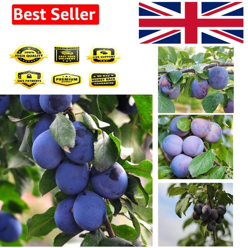 Potted mini fruit tree plum - potted,