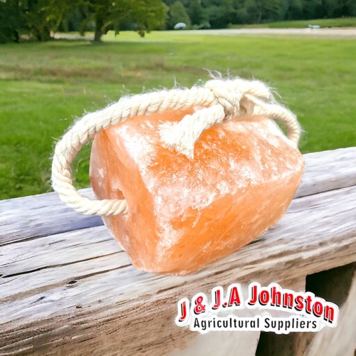 Himalayan salt lick horses - himalayan,