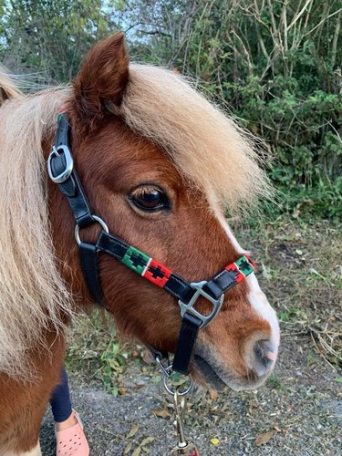 Mini shetland polo head collar - mini,