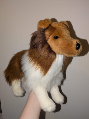 Douglas whispy sheltie - douglas, dog