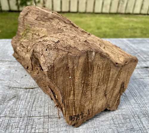 Laburnum log 7kg woodturning - laburnum,
