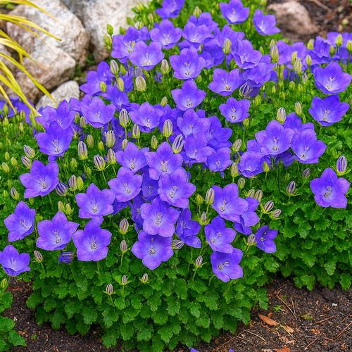 Rockery garden blue - 50,