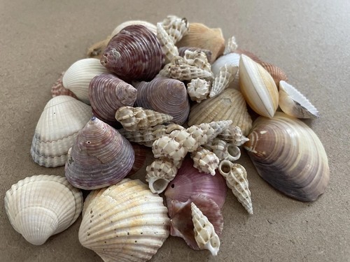 Mixed sea shell craft bag - mixed, –