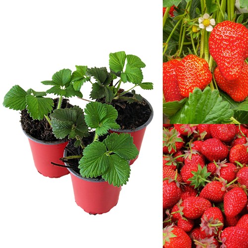 Strawberry elsanta fruit - strawberry,