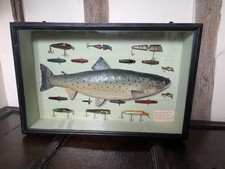 Taxidermy Fish. A Cased Salmon