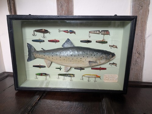 Taxidermy fish cased salmon - cased,