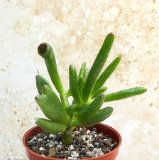 Crassula Ovata 'Gollum' Succulent House Plant Green Leaves Indoor Bareroot