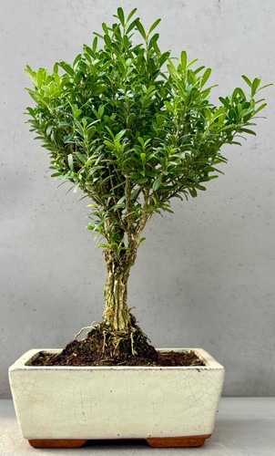 Broom style buxus bonsai - 'broom, style'