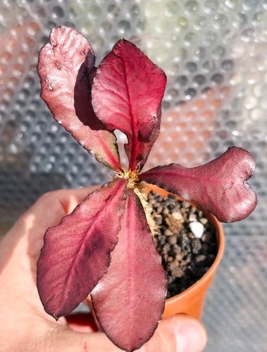 Euphorbia francoisii - euphorbia,